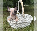 Small #4 French Bulldog