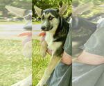 Small #3 Siberian Husky Mix