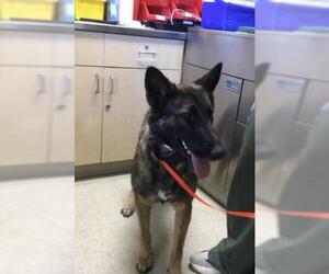 German Shepherd Dog Dogs for adoption in Riverside, CA, USA