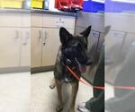 Small German Shepherd Dog