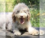 Small Photo #1 Bernedoodle Puppy For Sale in HUNTINGTON, MA, USA