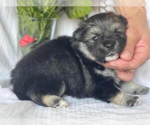 Pomeranian-Pomsky Mix Puppy for sale in BOSTON, MA, USA