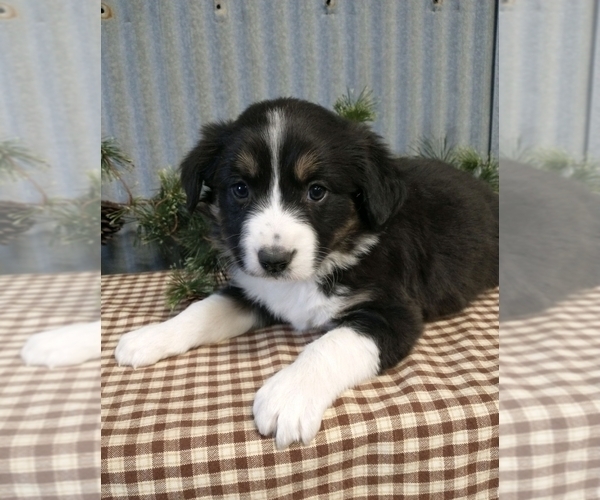 Medium Photo #3 Border Collie Puppy For Sale in NEW YORK MILLS, MN, USA