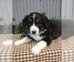Small Photo #3 Border Collie Puppy For Sale in NEW YORK MILLS, MN, USA