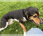Small #3 Beagle Mix