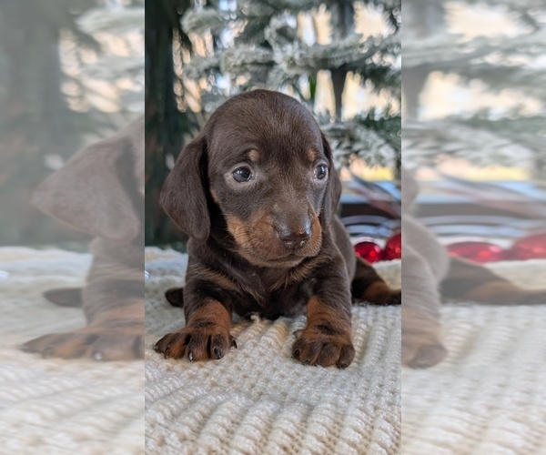 Medium Photo #4 Dachshund Puppy For Sale in GOSHEN, IN, USA