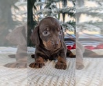 Small #3 Dachshund