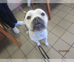 American Pit Bull Terrier Dogs for adoption in Ocala, FL, USA