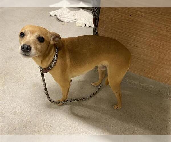 Medium Photo #1 Chihuahua-Unknown Mix Puppy For Sale in Modesto, CA, USA