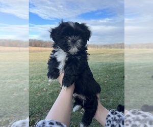 Shih Tzu Puppy for sale in LINWOOD, KS, USA