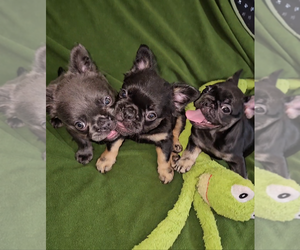 French Bulldog Puppy for sale in LOS ANGELES, CA, USA