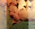 Small Photo #68 American Pit Bull Terrier-Labrador Retriever Mix Puppy For Sale in MOORESBORO, NC, USA