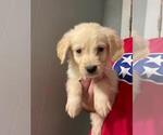 Small Photo #3 Golden Retriever Puppy For Sale in SPARTA, TN, USA