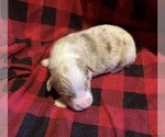 Small #4 Australian Shepherd