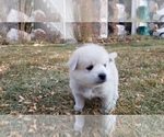 Small Photo #7 Pomsky Puppy For Sale in OGDEN, UT, USA