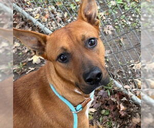 American Pit Bull Terrier-Unknown Mix Dogs for adoption in Tulsa, OK, USA