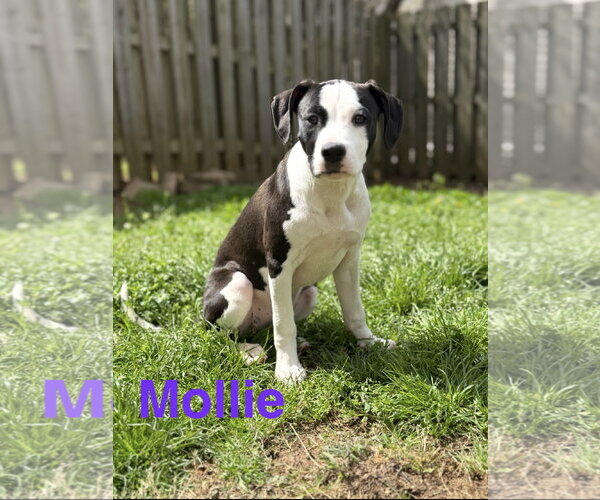 Medium Photo #1 Labrador Retriever-Unknown Mix Puppy For Sale in Ball Ground, GA, USA