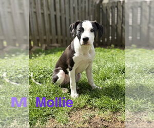 Labrador Retriever-Unknown Mix Dogs for adoption in Ball Ground, GA, USA