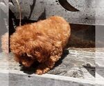 Small #3 YorkiePoo