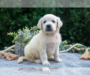 Medium English Cream Golden Retriever