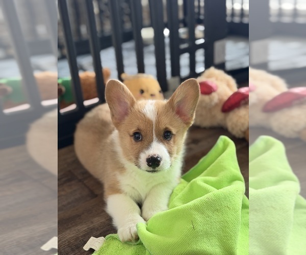 Medium Photo #3 Pembroke Welsh Corgi Puppy For Sale in GUTHRIE, KY, USA