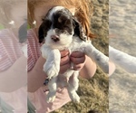 Small Photo #3 Cocker Spaniel Puppy For Sale in YUMA, CO, USA