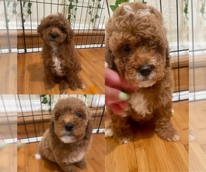 Poodle (Miniature) Puppy for sale in SAN FRANCISCO, CA, USA