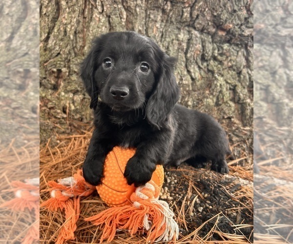 Medium Photo #1 Dachshund Puppy For Sale in MIDDLEBURY, IN, USA