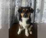 Small #8 Aussie-Corgi