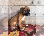 Small #4 Boxer