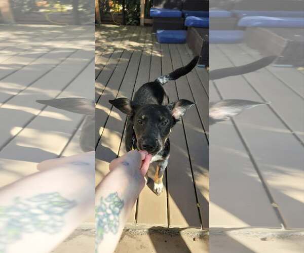 Medium Photo #7 Collie-Unknown Mix Puppy For Sale in Sandy, UT, USA