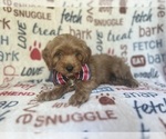 Small #6 Cavapoo