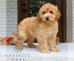 Small #2 Goldendoodle (Miniature)