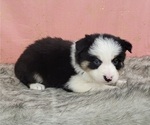 Small Photo #2 Border Collie Puppy For Sale in BLAKESBURG, IA, USA