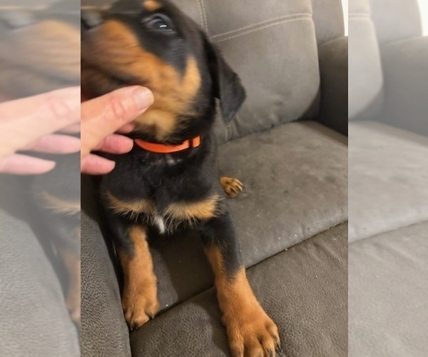 Medium Photo #4 Rottweiler Puppy For Sale in BEAUMONT, TX, USA