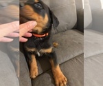 Small #3 Rottweiler