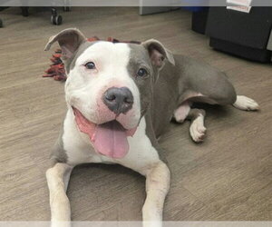 Mutt Dogs for adoption in Martinez, CA, USA