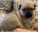 Puppy 2 Jug