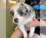 Small Photo #2 Miniature Australian Shepherd Puppy For Sale in ESCONDIDO, CA, USA