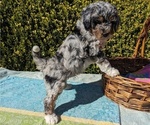Small Photo #14 Goldendoodle (Miniature) Puppy For Sale in PLACERVILLE, CA, USA