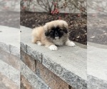 Small Photo #4 Pekingese Puppy For Sale in CANOGA, NY, USA