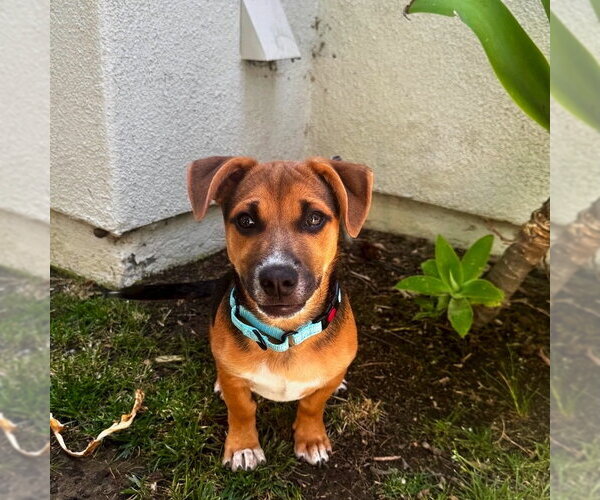 Medium Photo #6 Mutt Puppy For Sale in San Juan Capistrano, CA, USA