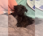 Small Photo #23 Lhasa Apso Puppy For Sale in BROOKLET, GA, USA
