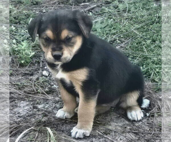 Medium Photo #2 Labrador Retriever-Unknown Mix Puppy For Sale in Alexander, AR, USA