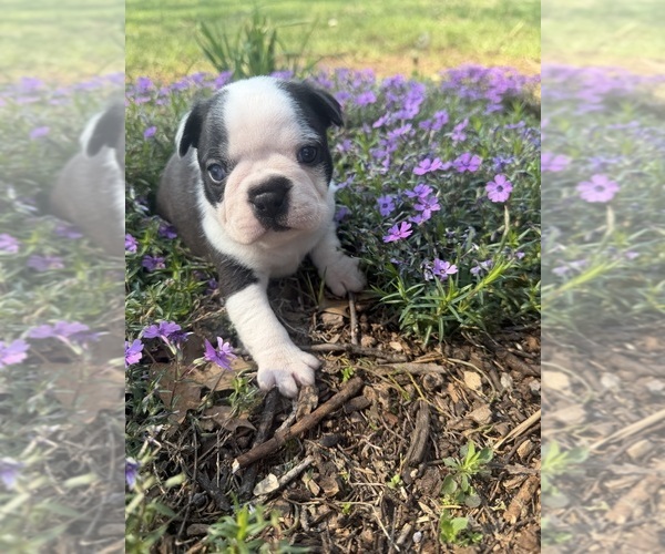 Medium Photo #2 Boston Terrier Puppy For Sale in FREDONIA, KS, USA