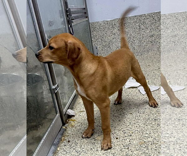 Medium Photo #3 Mutt Puppy For Sale in Mechanicsburg, PA, USA