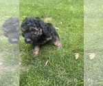 Small Photo #14 Aussiedoodle Miniature  Puppy For Sale in COMMERCE, MI, USA
