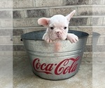 Small #3 French Bulldog