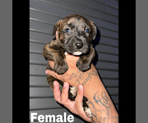 Australian Shepherd-Bullboxer Pit Mix Puppy for sale in STOCKTON, CA, USA