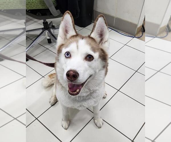 Medium Photo #1 Siberian Husky Puppy For Sale in Derwood, MD, USA
